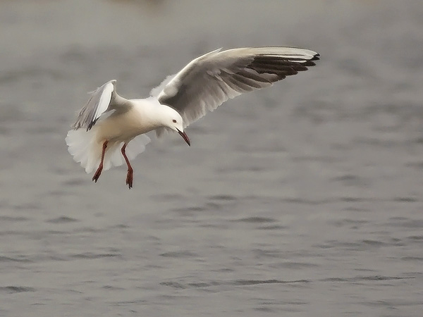 Kaitanokkalokki, Slender-billed Gull, Larus genei